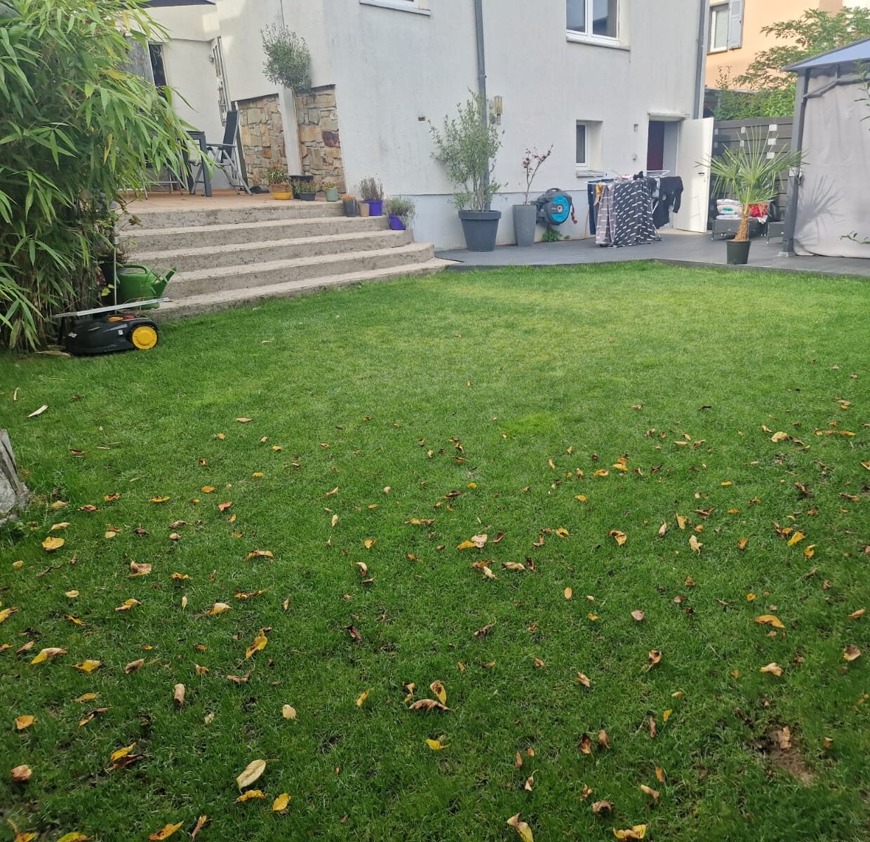 die Grünlinge, Rollrasenverlegung